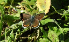 Polyommatus bellargus