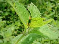 Caryanda spuria