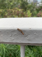 Orvasca subnotata