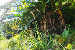 Miscanthus floridulus