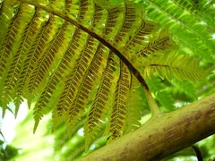 Sphaeropteris intermedia