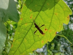 Riptortus linearis