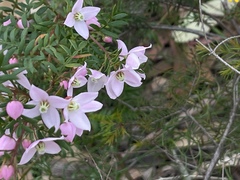 Boronia floribunda