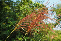 Miscanthus floridulus
