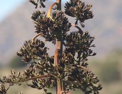 Agave chrysantha