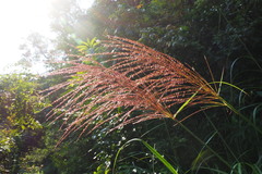 Miscanthus floridulus