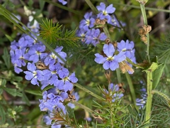 Dampiera stricta