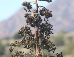Agave chrysantha