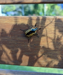 Chondropyga dorsalis