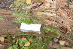 Herzogiella seligeri