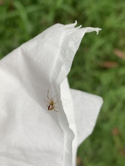 Cryptachaea veruculata