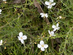 Mitrasacme polymorpha