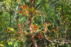 Smilax china