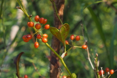Smilax china