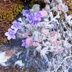 Campanula argyrotricha