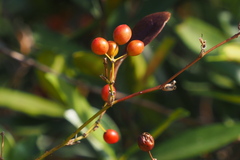Smilax china