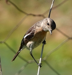 Saxicola torquatus