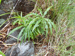 Arisaema consanguineum