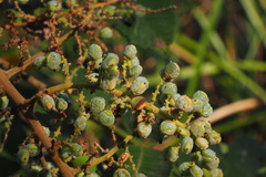 Rhus chinensis