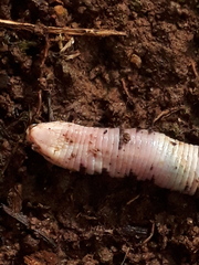 Amphisbaena fuliginosa