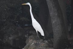 Ardea alba