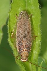 Pseudophyllodromiinae