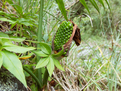 Arisaema consanguineum