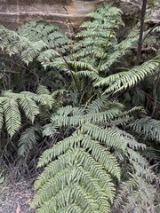 Cyathea cooperi