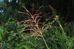 Miscanthus floridulus