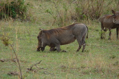 Phacochoerus africanus massaicus