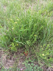 Osteospermum muricatum