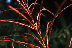 Miscanthus floridulus