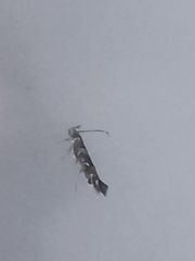 Cosmopterix pulchrimella