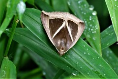 Chalciope mygdon