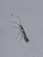 Cosmopterix pulchrimella