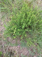 Osteospermum muricatum