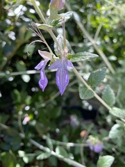 Teucrium