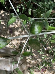 Teucrium