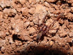 Liocranum rupicola