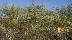 Acacia saligna