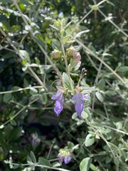Teucrium