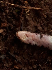 Amphisbaena fuliginosa