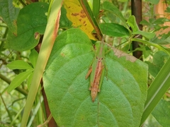 Tagasta