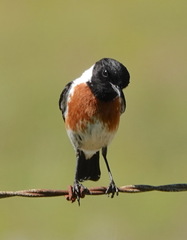 Saxicola torquatus
