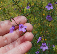 Prostanthera scutellarioides