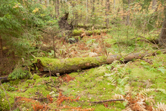 Herzogiella seligeri