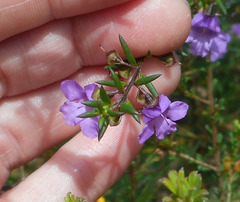Prostanthera scutellarioides