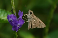 Pelopidas mathias