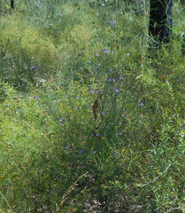 Prostanthera scutellarioides