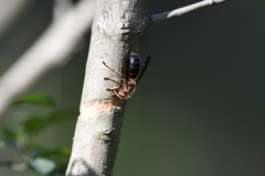 Vespa basalis